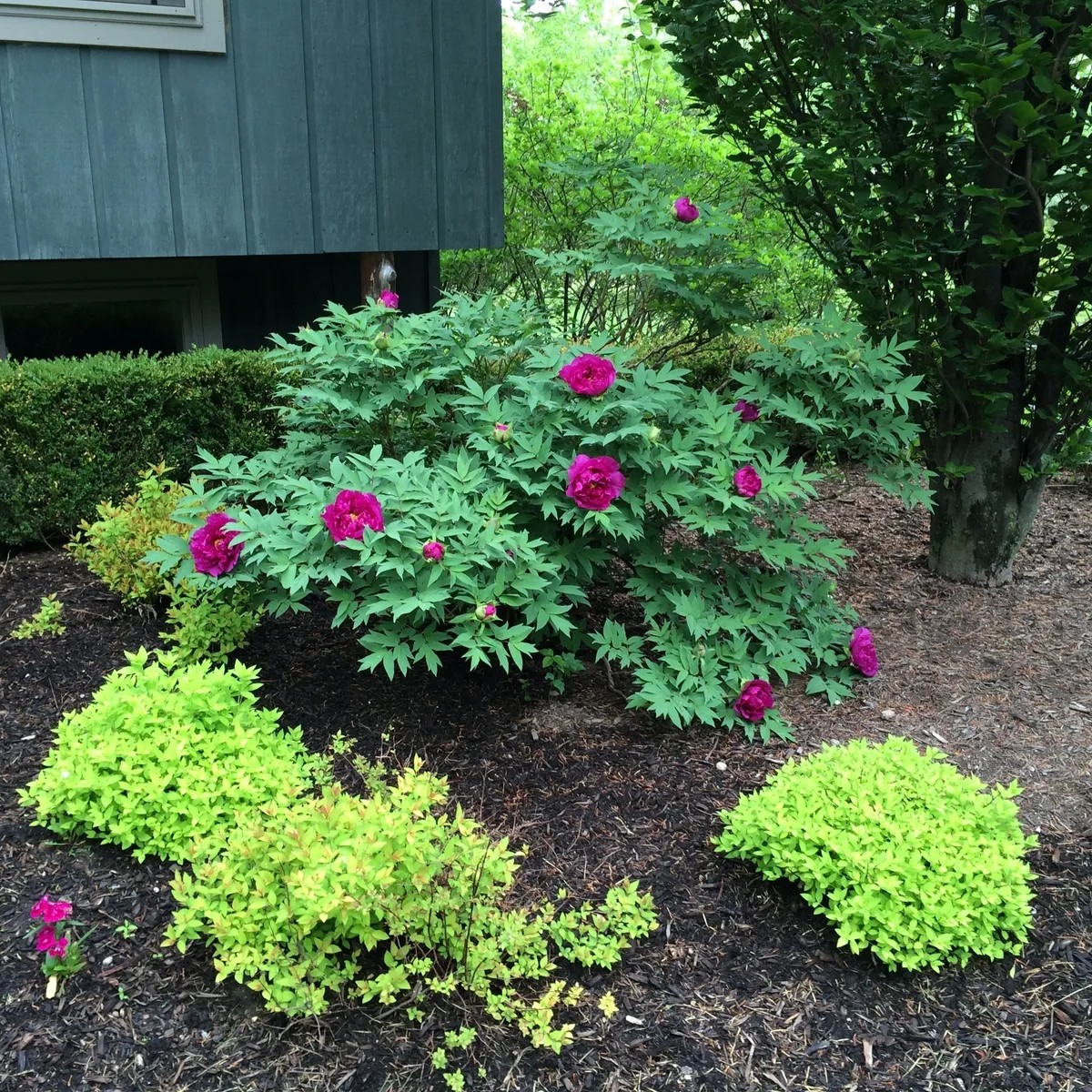 Landscaped flowers and shrubs