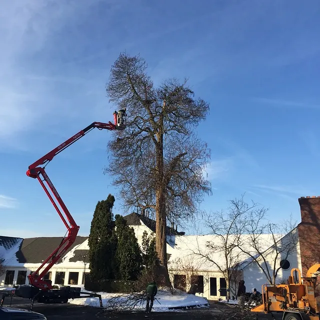Using a lift to trim a large tree