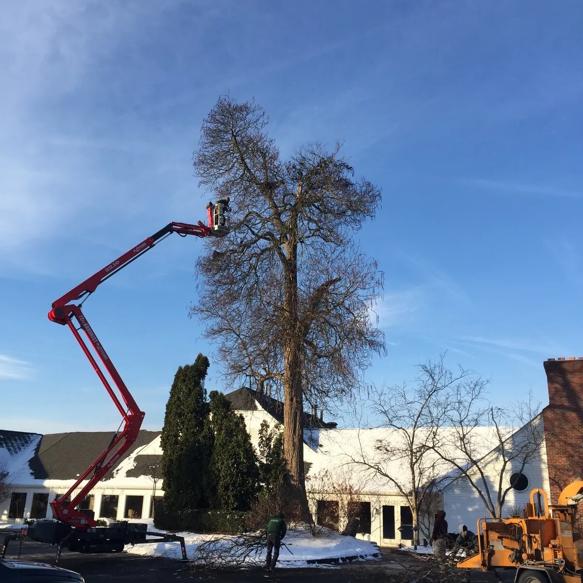Using a lift to trim a large tree